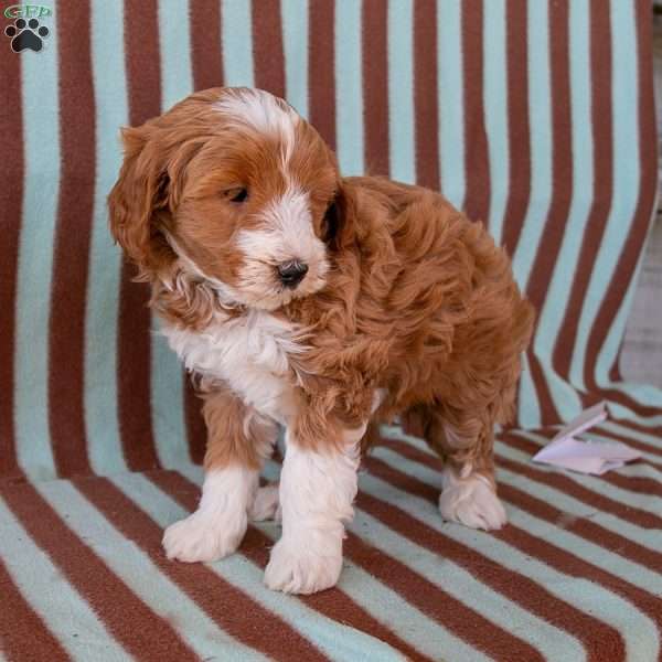 Autumn, Mini Goldendoodle Puppy